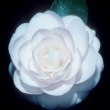 Domoto's Blush